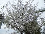 鎌倉の白桜