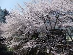 近所の舞岡川沿いに咲く桜