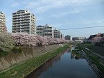 旧東海道からみた柏尾川の桜
