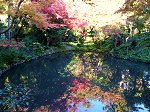 柳原神池の水面に写る紅葉