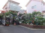 2016ご近所の花1.jpg