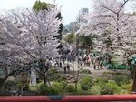 2016上野花見12.jpg