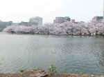 2016上野花見23.jpg