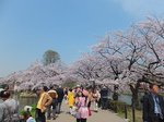 2016上野花見25.jpg