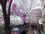 2016大岡川3.jpg