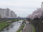 2016柏尾川桜1.jpg