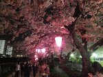 2016柏尾川桜15.jpg