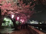 2016柏尾川桜16.jpg