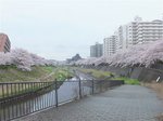 2016柏尾川桜17.jpg