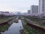 2016柏尾川桜8.jpg