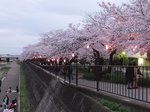 2016柏尾川桜9.jpg