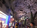 2016目黒川夜桜12.jpg