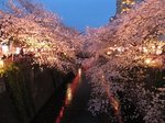 2016目黒川夜桜9.jpg