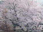 2017満開の桜.jpg