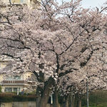 2021柏尾川の桜2.jpg