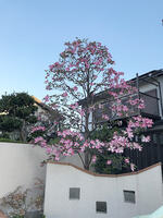 2025近所の花たち3.jpg