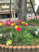 2025近所の花たち4.jpg