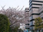 病院の桜